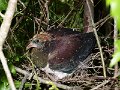 Baby Kereru-09